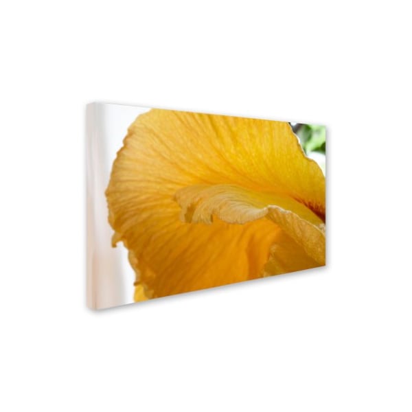 Kurt Shaffer 'Yellow Hibiscus Study I' Canvas Art,22x32